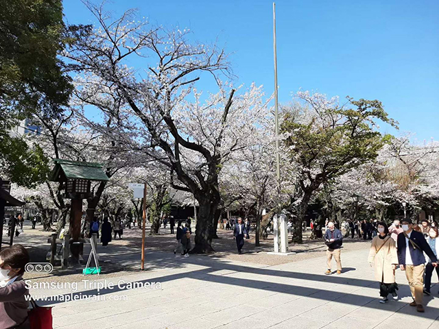 靖国神社で桜が大盛りに咲いています